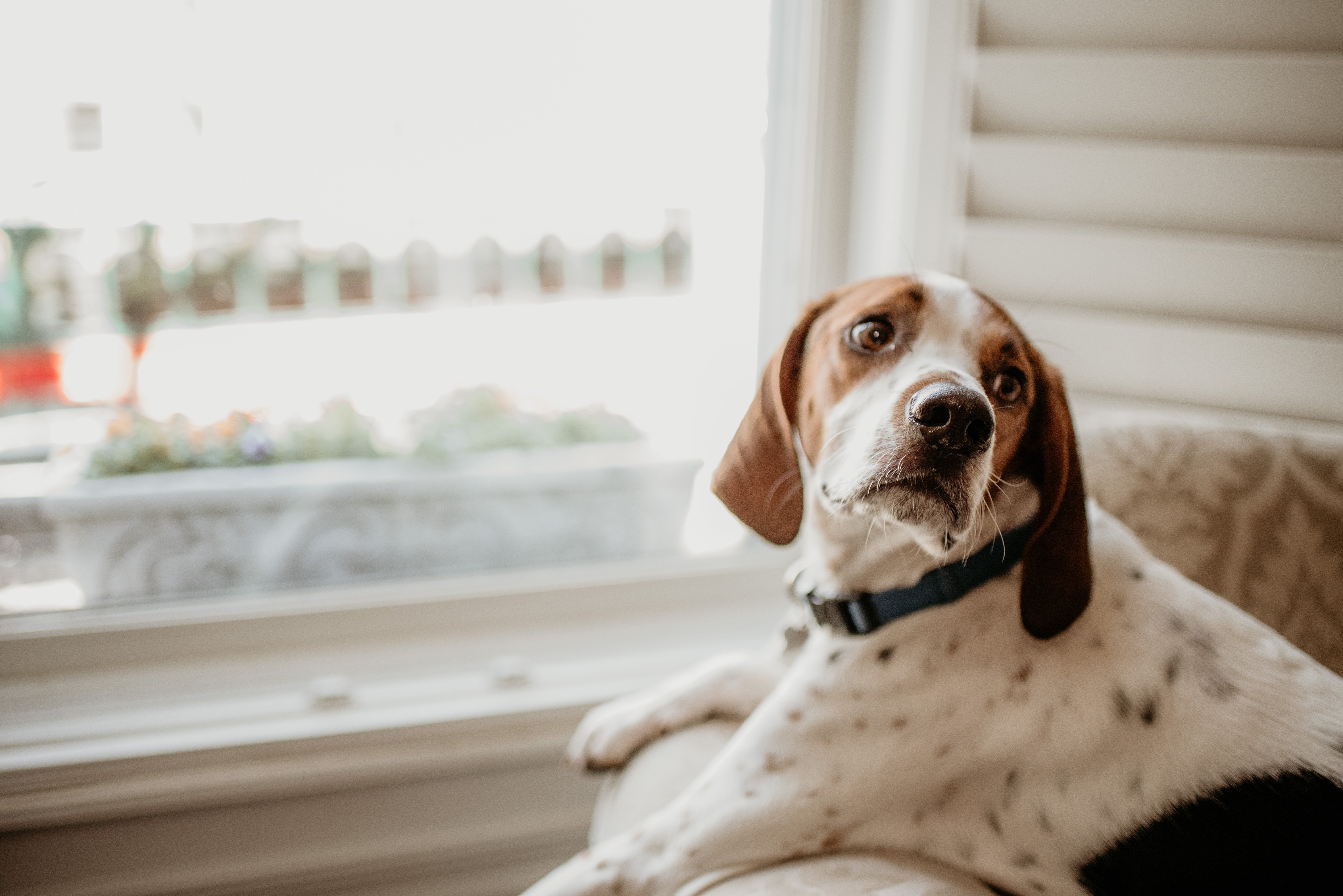 Cute dogs in Weddings